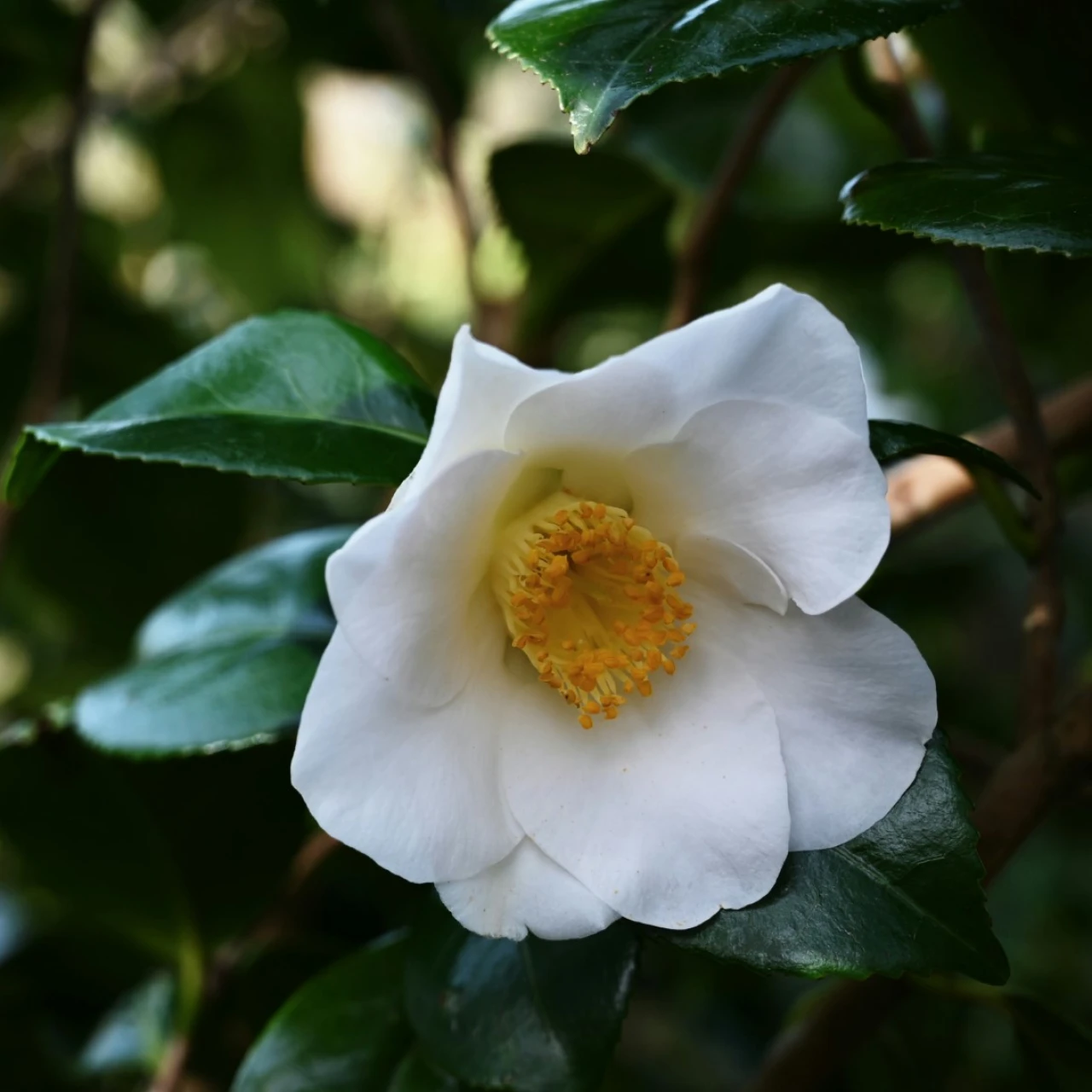C. japonica 'Alba Simplex'